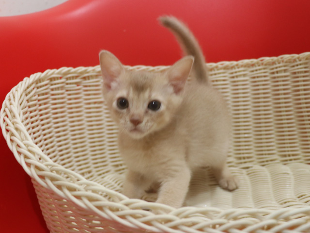 アビシニアンの子猫画像