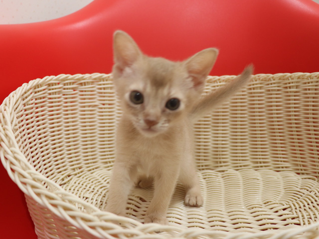 アビシニアンの子猫画像