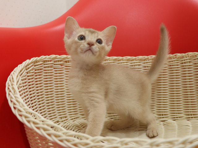 アビシニアンの子猫画像