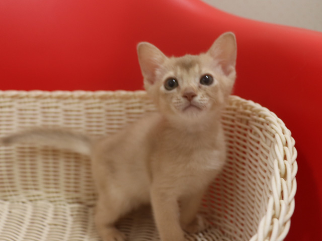 アビシニアンの子猫画像