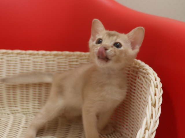 アビシニアンの子猫画像