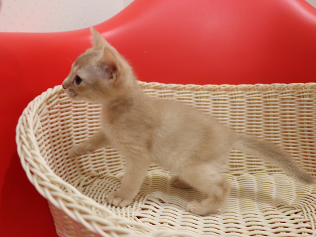 アビシニアンの子猫画像