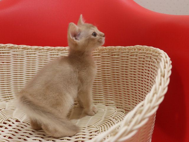 アビシニアンの子猫画像