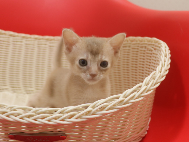 アビシニアンの子猫画像