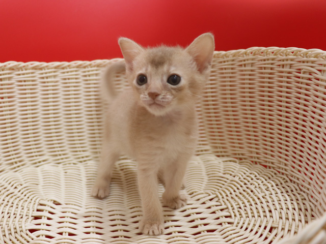 アビシニアンの子猫画像