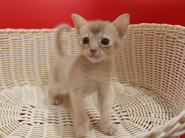 アビシニアンの子猫画像