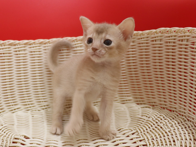 アビシニアンの子猫画像