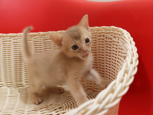 アビシニアンの子猫画像