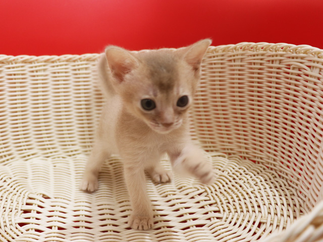 アビシニアンの子猫画像