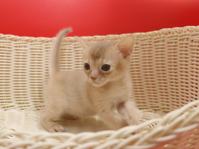 アビシニアンの子猫画像