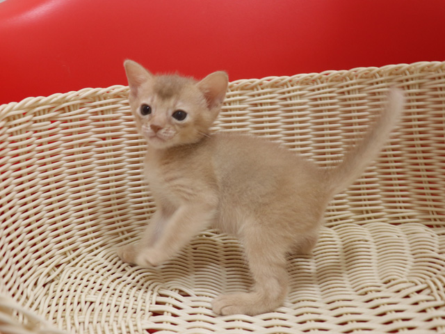 アビシニアンの子猫画像