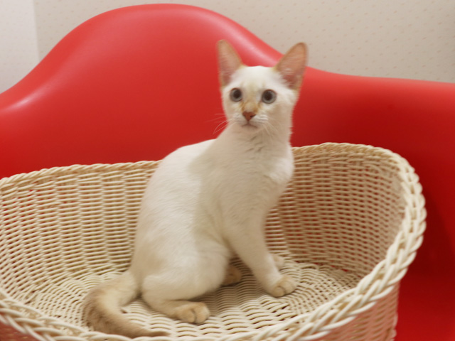 �A�r�V�j�A���̎q�L�摜