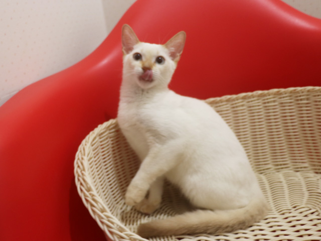 �A�r�V�j�A���̎q�L�摜