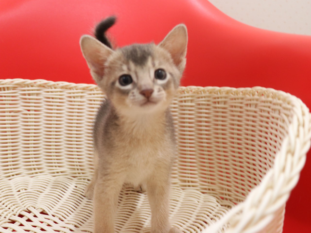 アビシニアンの子猫画像