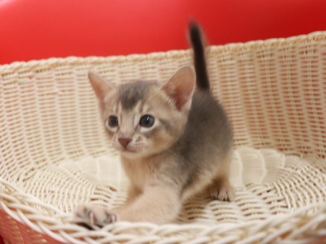 アビシニアンの子猫画像