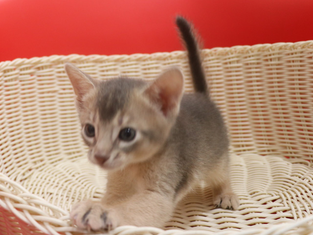 アビシニアンの子猫画像