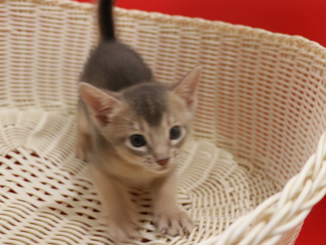 アビシニアンの子猫画像