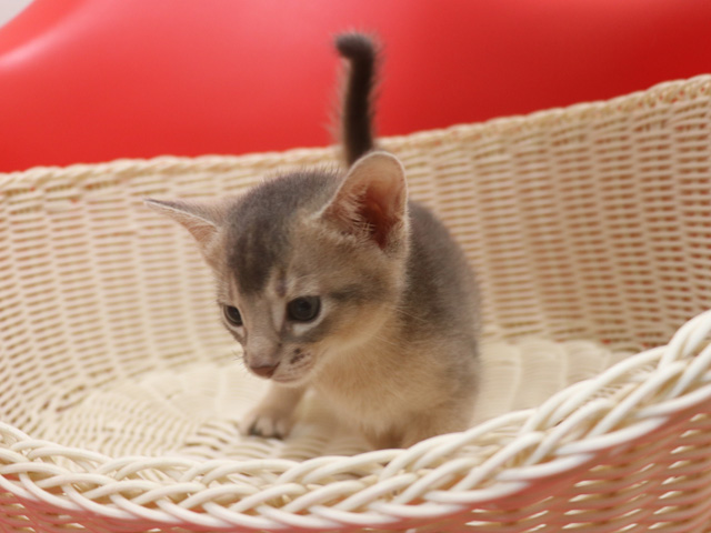 アビシニアンの子猫画像
