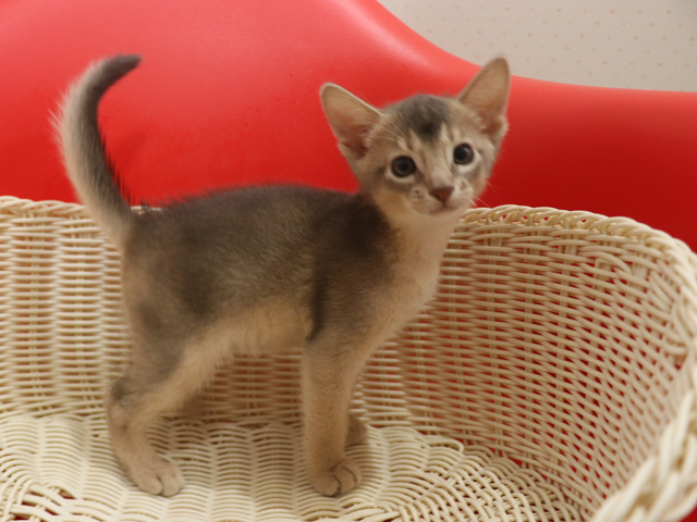 アビシニアン子猫画像