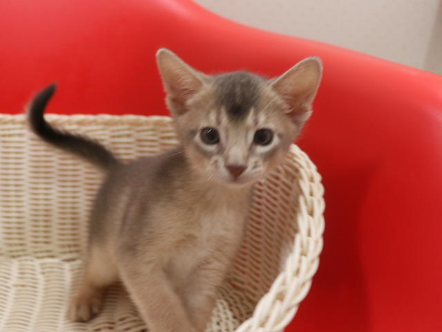 アビシニアンの子猫画像