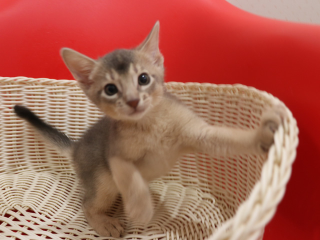 アビシニアンの子猫画像
