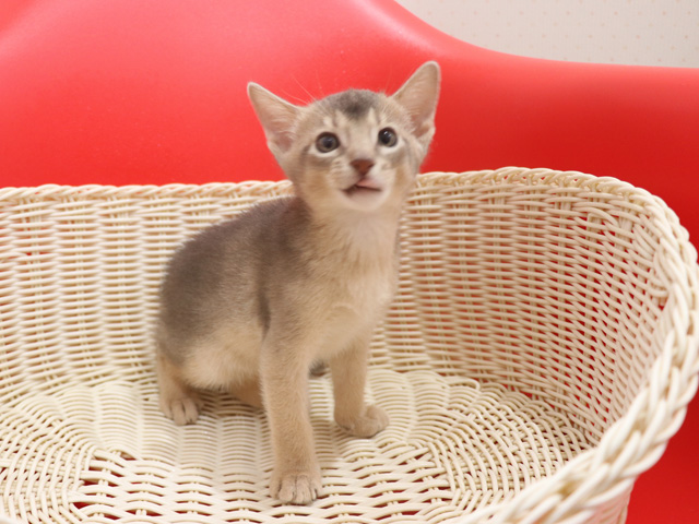 アビシニアンの子猫画像