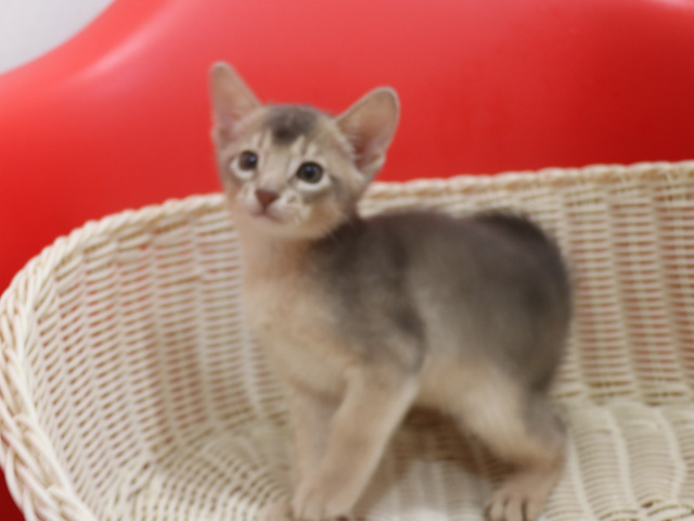 アビシニアンの子猫画像