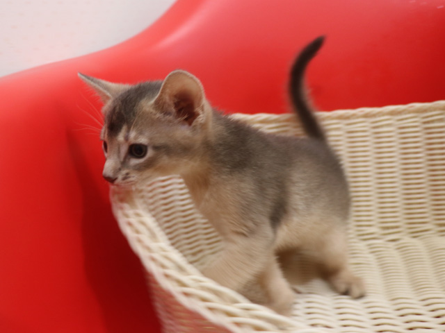 アビシニアンの子猫画像