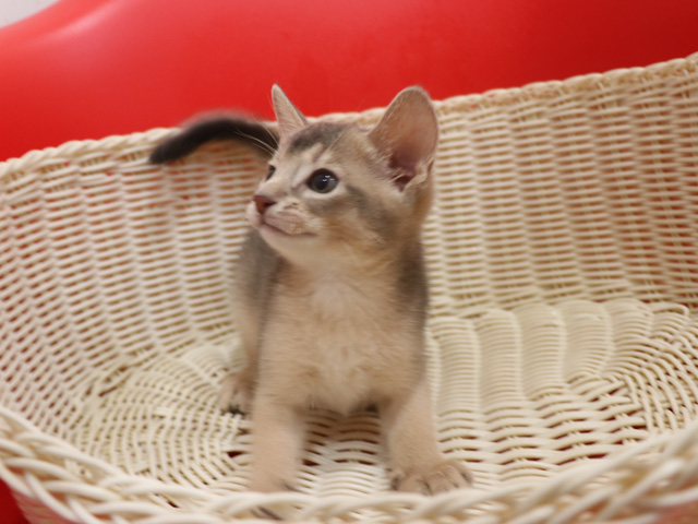 アビシニアンの子猫画像
