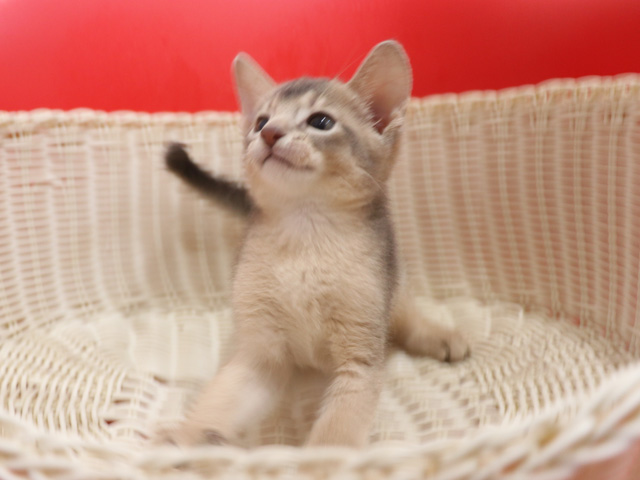 アビシニアンの子猫画像