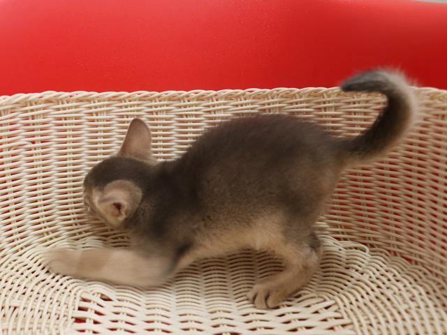 アビシニアンの子猫画像