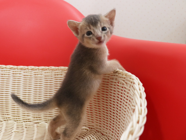 アビシニアンの子猫画像