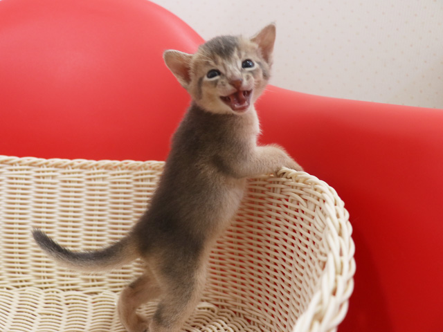 アビシニアンの子猫画像