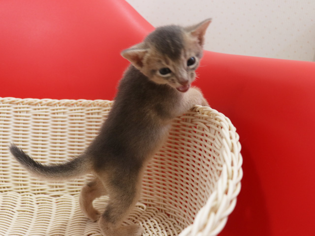 アビシニアンの子猫画像