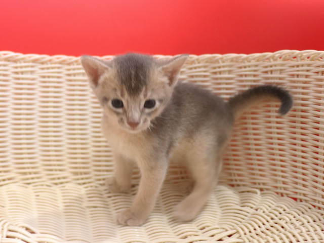 アビシニアンの子猫画像