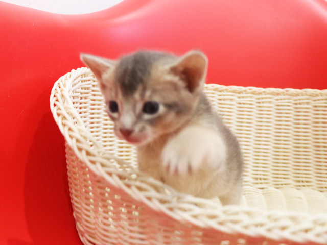 アビシニアンの子猫画像