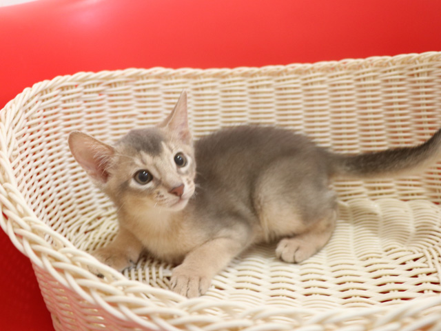アビシニアンの子猫画像