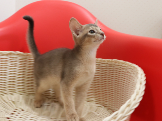 アビシニアンの子猫画像