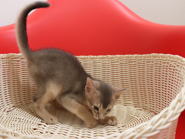 アビシニアンの子猫画像