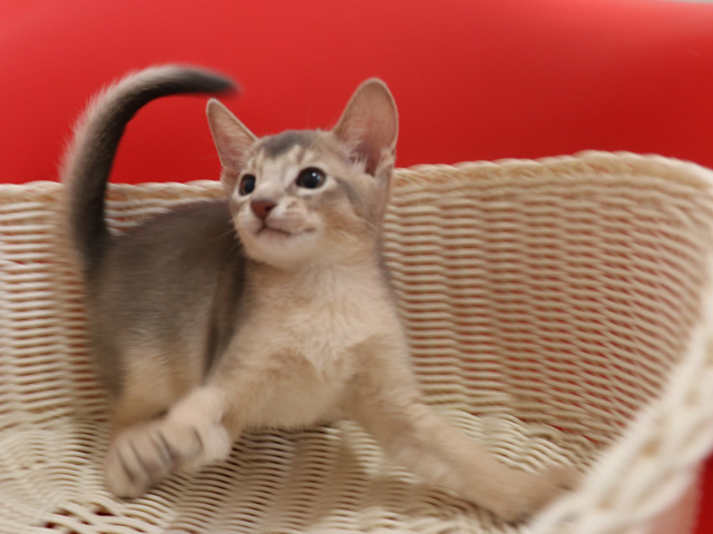 アビシニアンの子猫画像