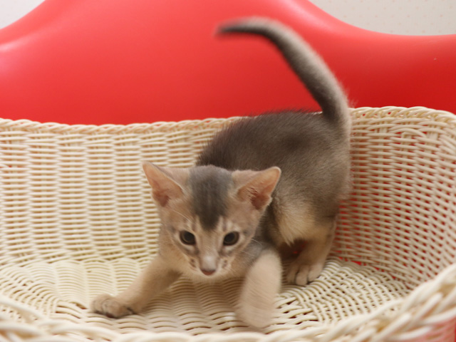アビシニアンの子猫画像