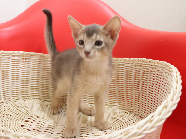 アビシニアンの子猫画像