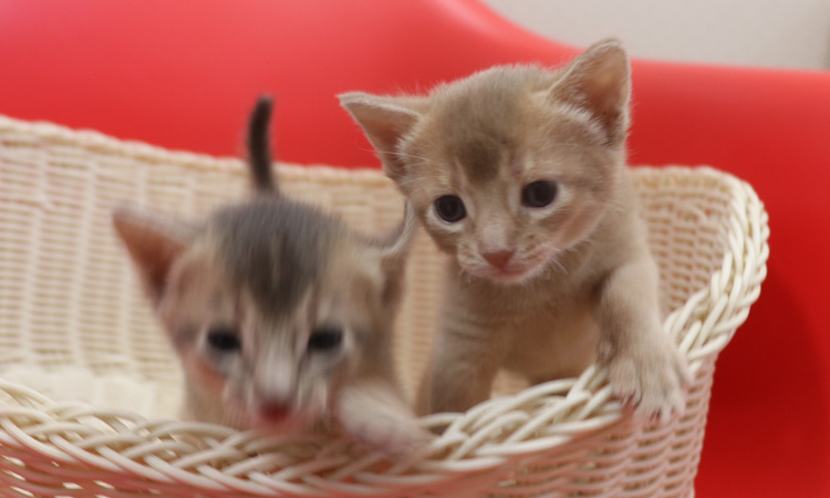 アビシニアンの子猫画像