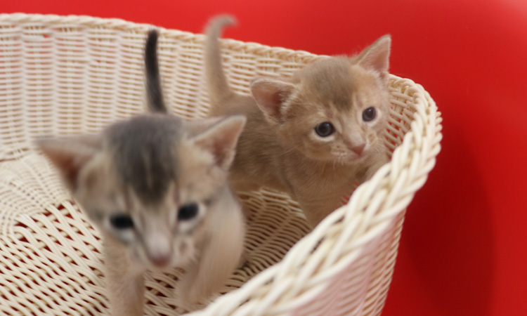 アビシニアンの子猫画像