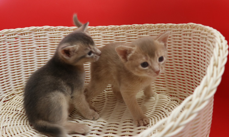 アビシニアンの子猫画像