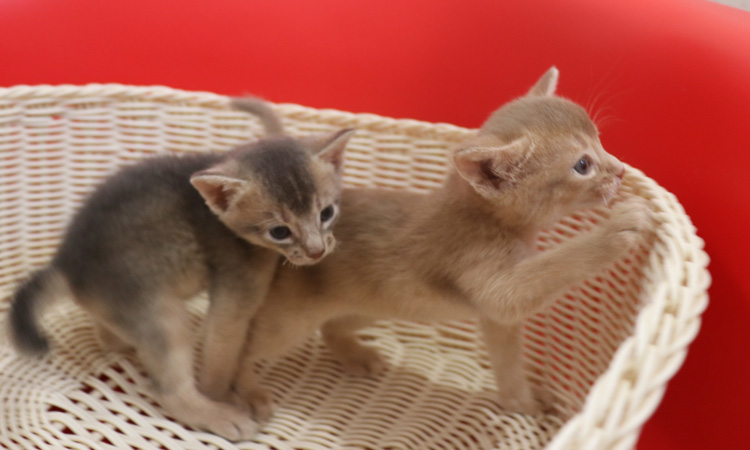 アビシニアンの子猫画像