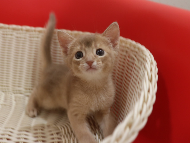 アビシニアンの子猫画像