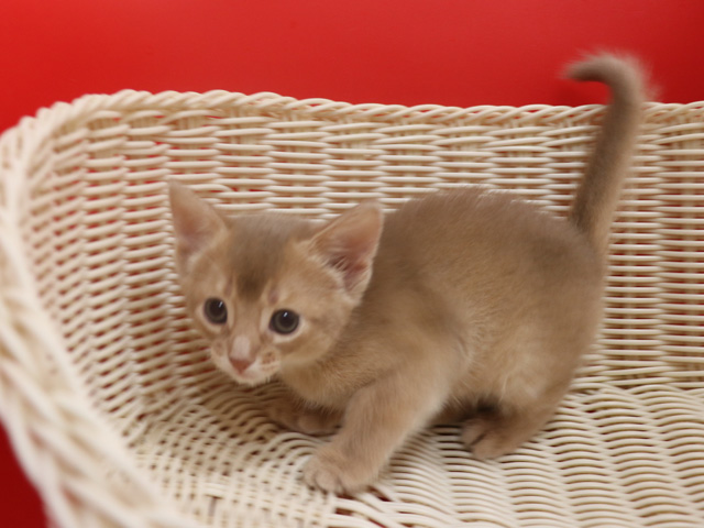アビシニアンの子猫画像