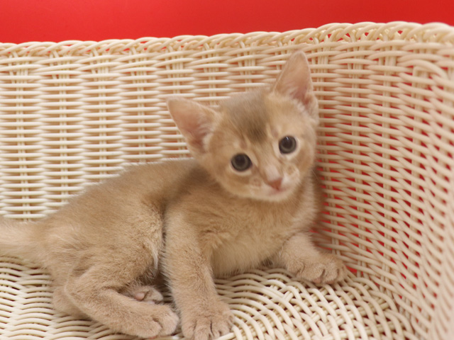 アビシニアンの子猫画像