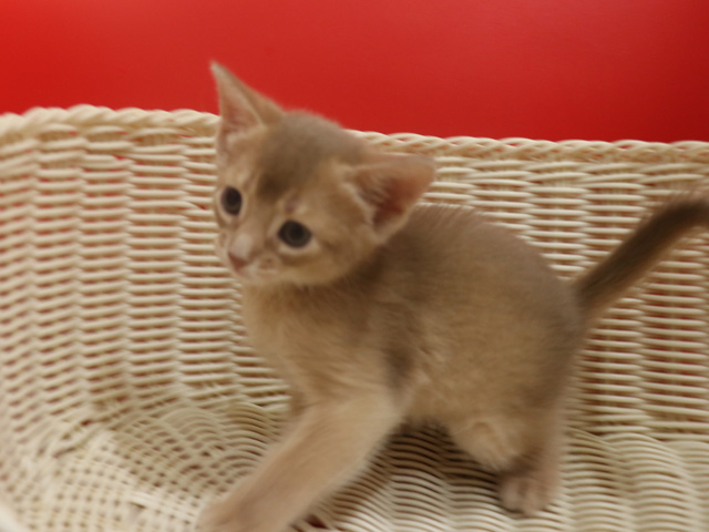 アビシニアンの子猫画像